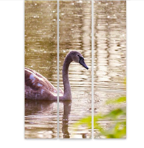 Flächenvorhang Jungschwan 3er Set, Schiebegardine, Schiebegardinen, blickdicht, Flächenvorhang blick
